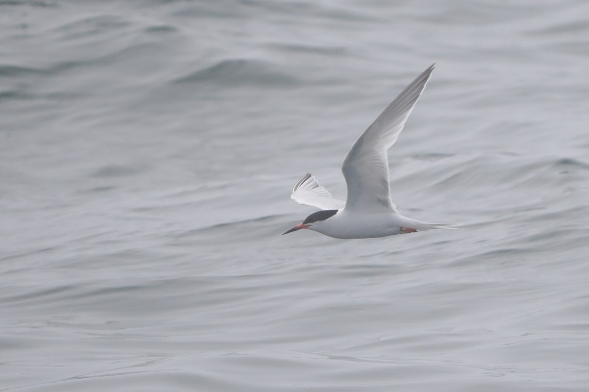 Roseate Tern - ML640282313