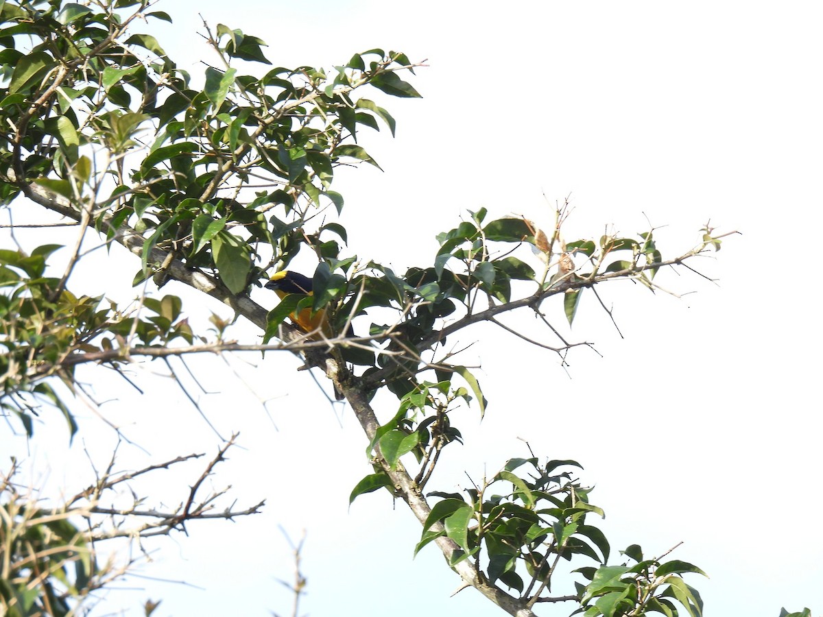 Thick-billed Euphonia - ML640282320