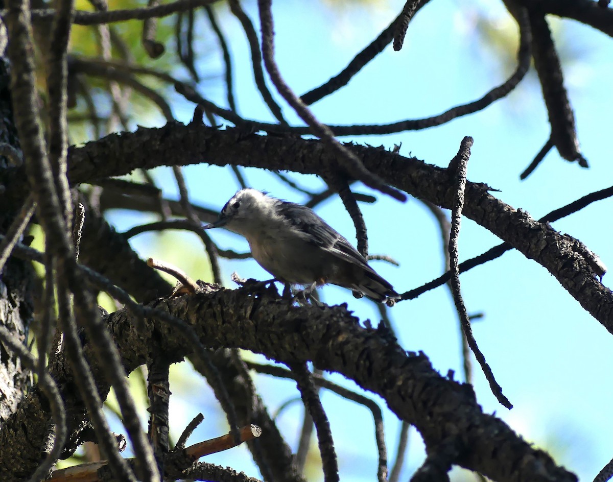 White-breasted Nuthatch - ML640282339