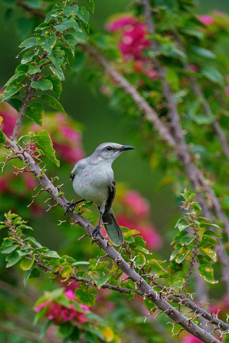 Tropical Mockingbird - ML640282350