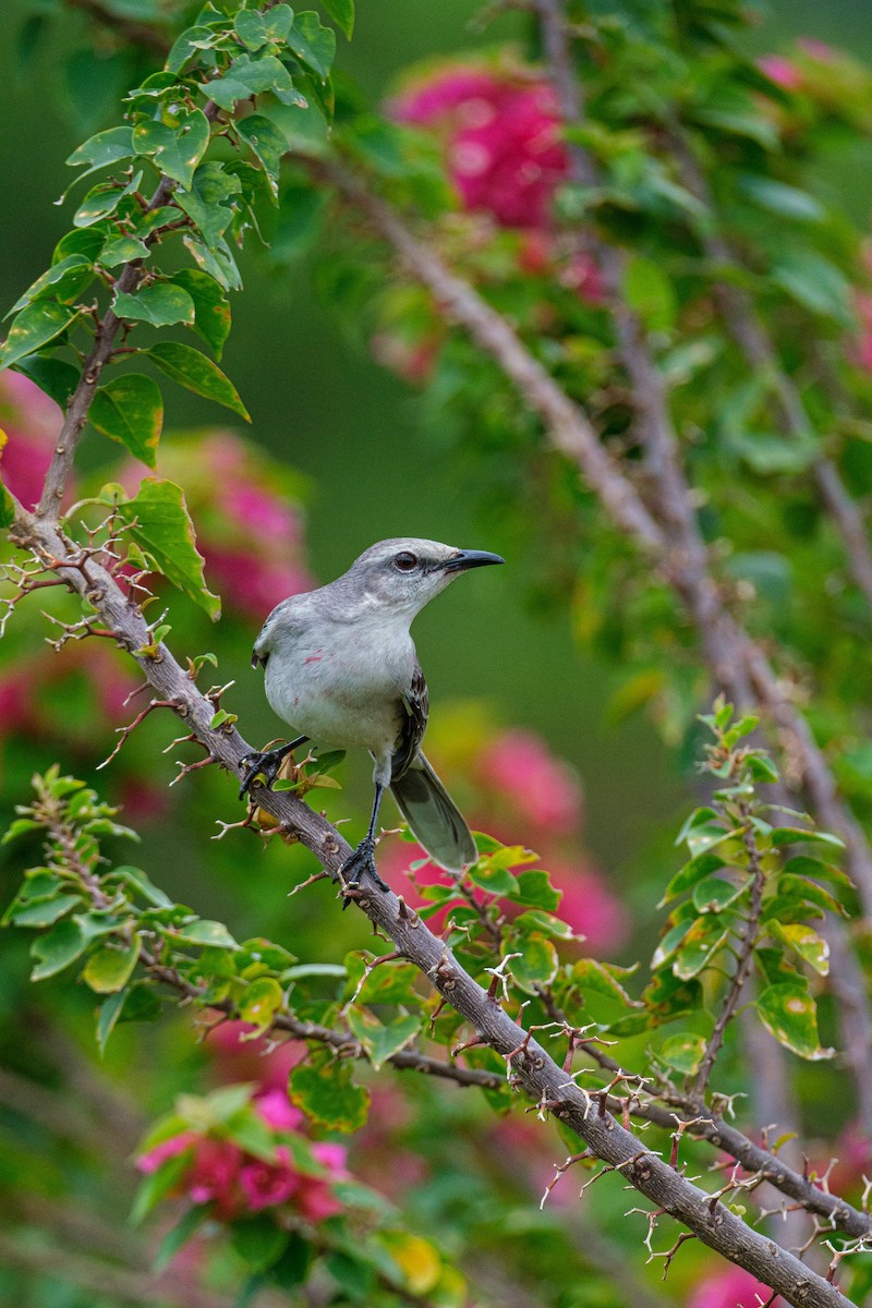 Tropical Mockingbird - ML640282351
