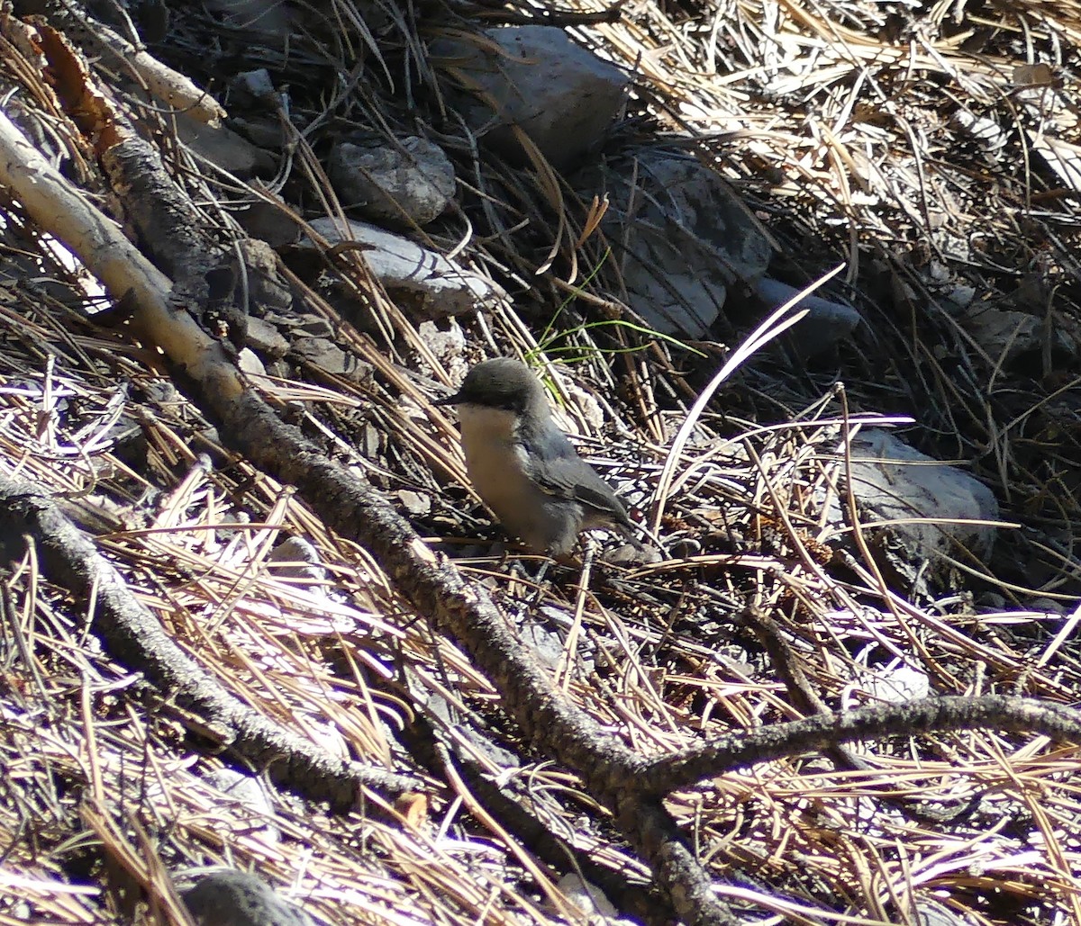 Pygmy Nuthatch - ML640282361