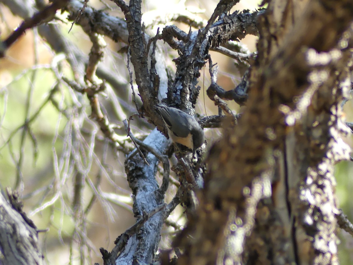 Pygmy Nuthatch - ML640282362