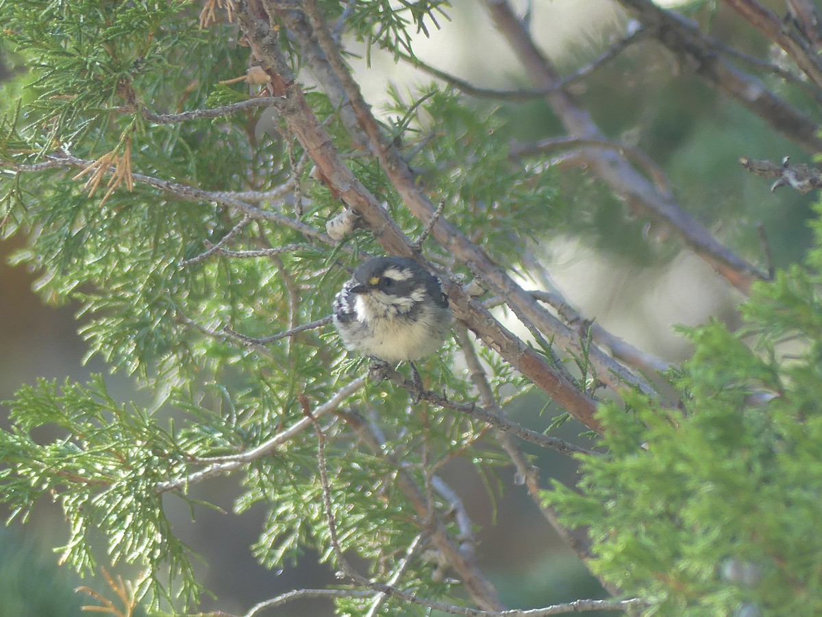 Black-throated Gray Warbler - ML640282365