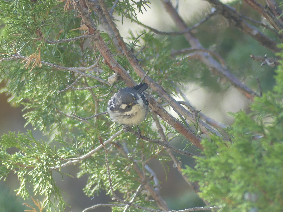 Black-throated Gray Warbler - ML640282366