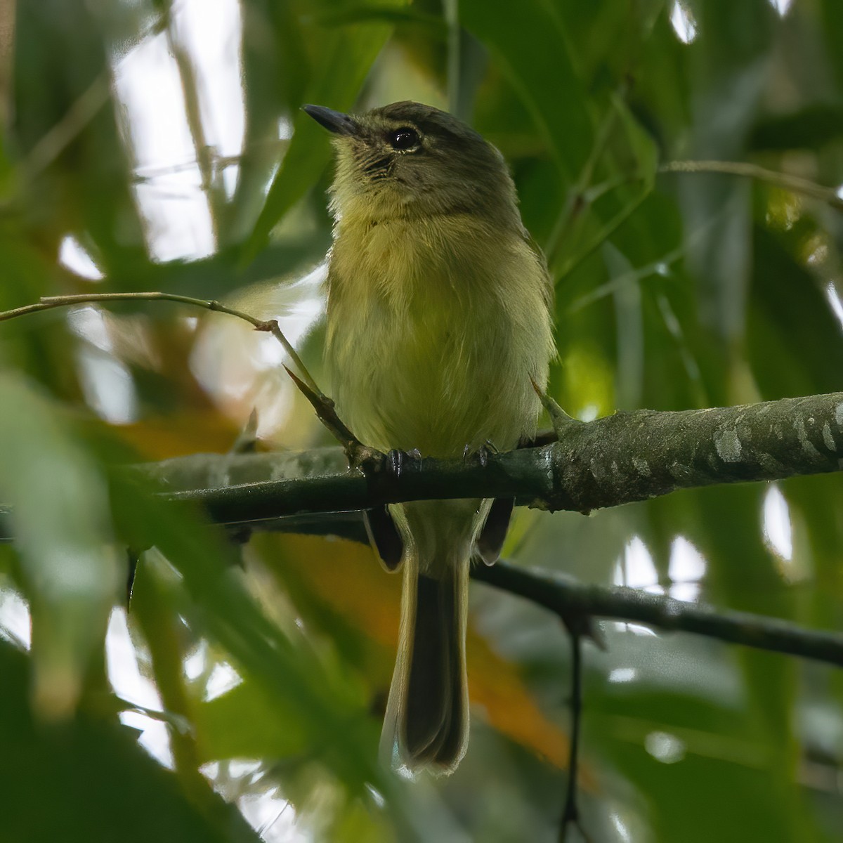 Large-headed Flatbill - ML640282381