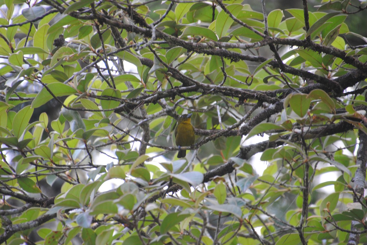 Carmiol's Tanager - ML640282397