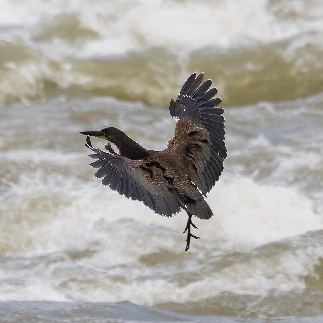 bukač proužkovaný - ML640282412