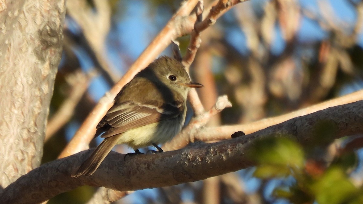 Western Flycatcher (Pacific-slope) - ML640282415