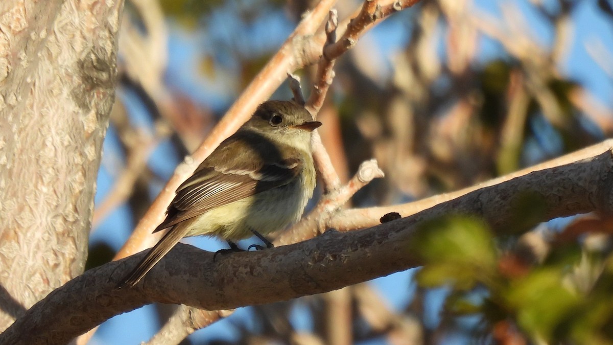 Western Flycatcher (Pacific-slope) - ML640282416