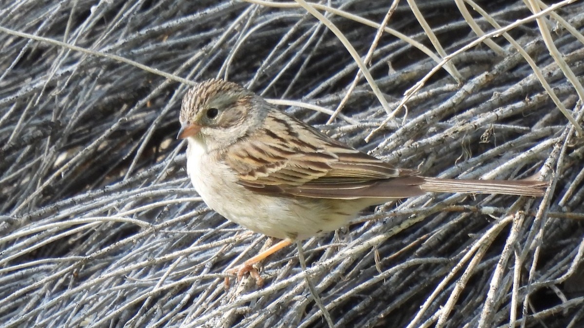 Brewer's Sparrow - ML640282449