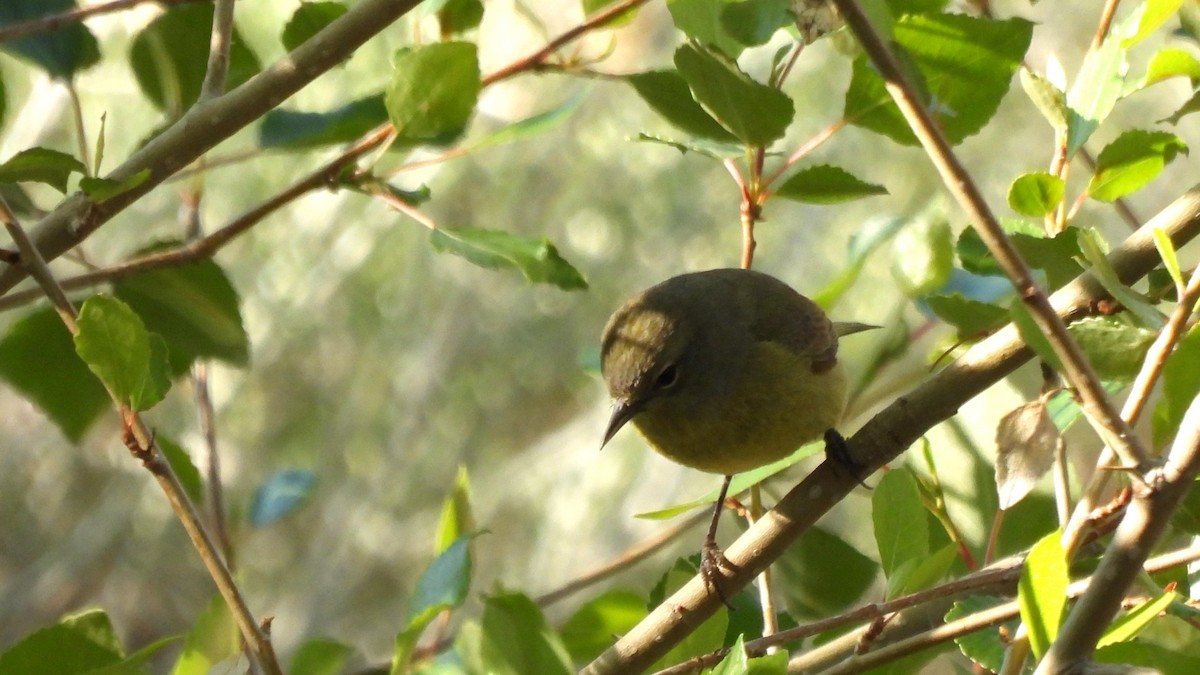 Orange-crowned Warbler - ML640282455