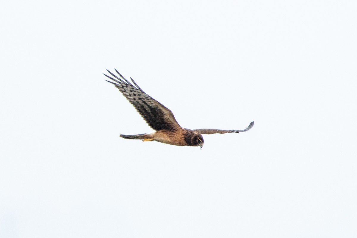 Northern Harrier - ML640282482