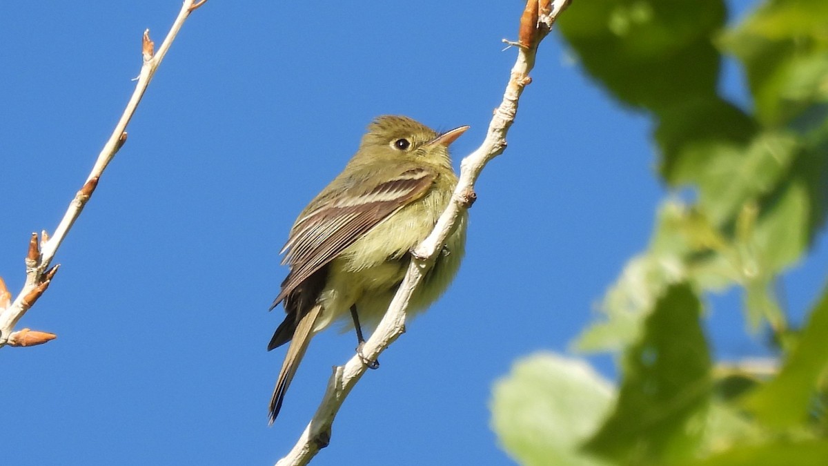 Western Flycatcher (Pacific-slope) - ML640282489