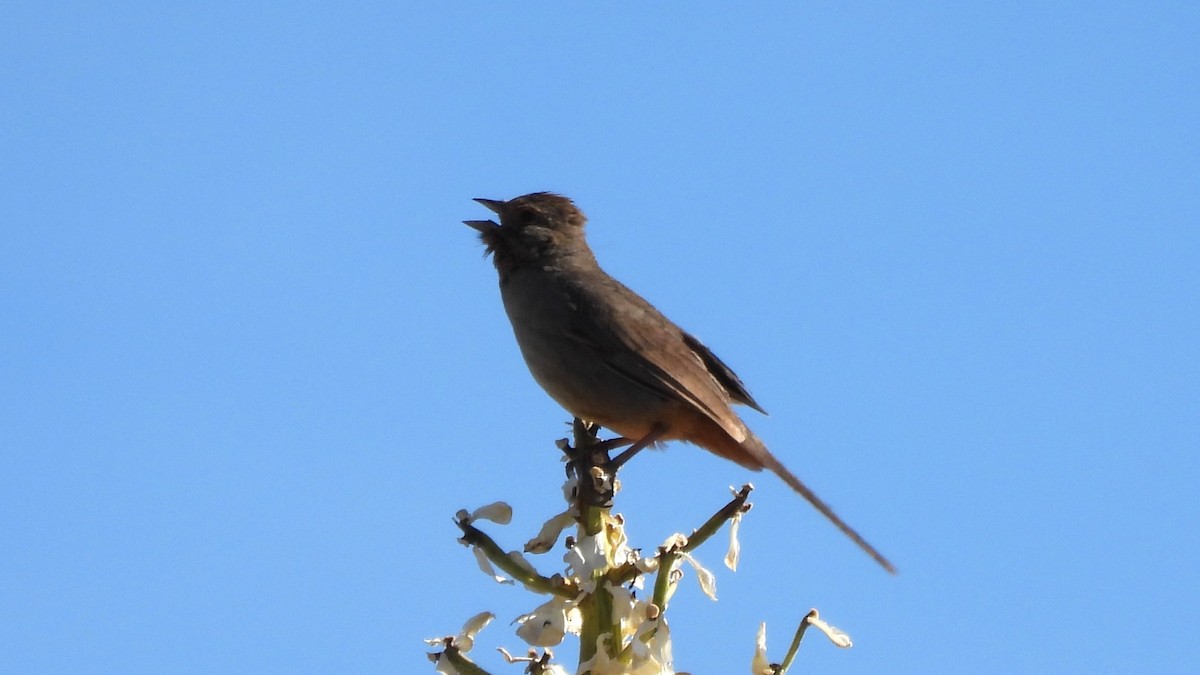 California Towhee - ML640282501