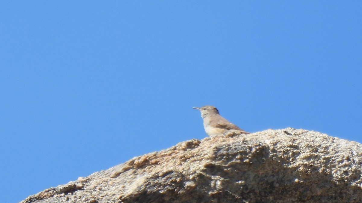 Rock Wren - ML640282523