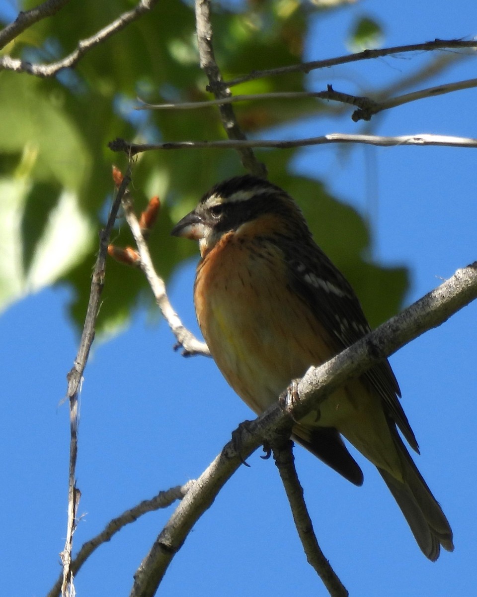 Black-headed Grosbeak - ML640282529