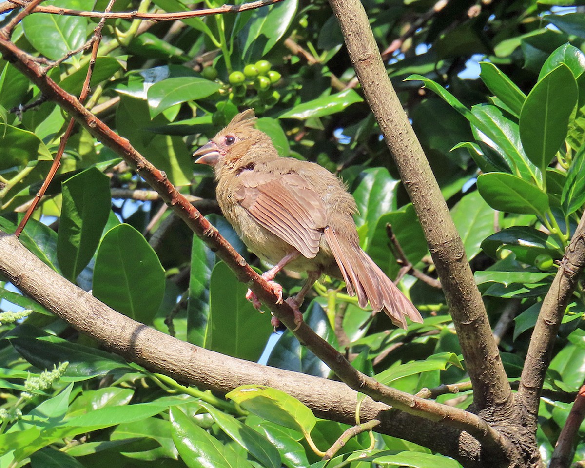 Northern Cardinal - ML640282535