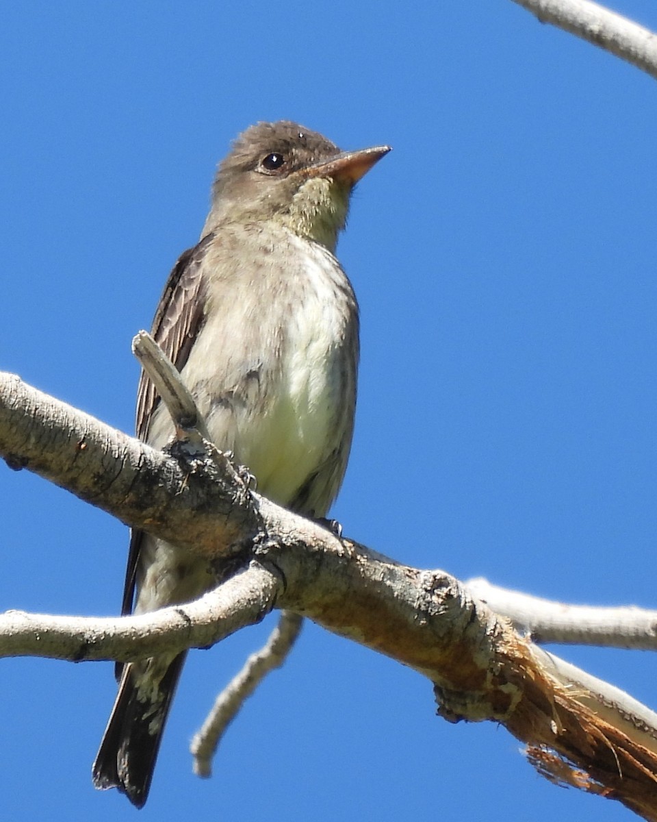Western Wood-Pewee - ML640282548