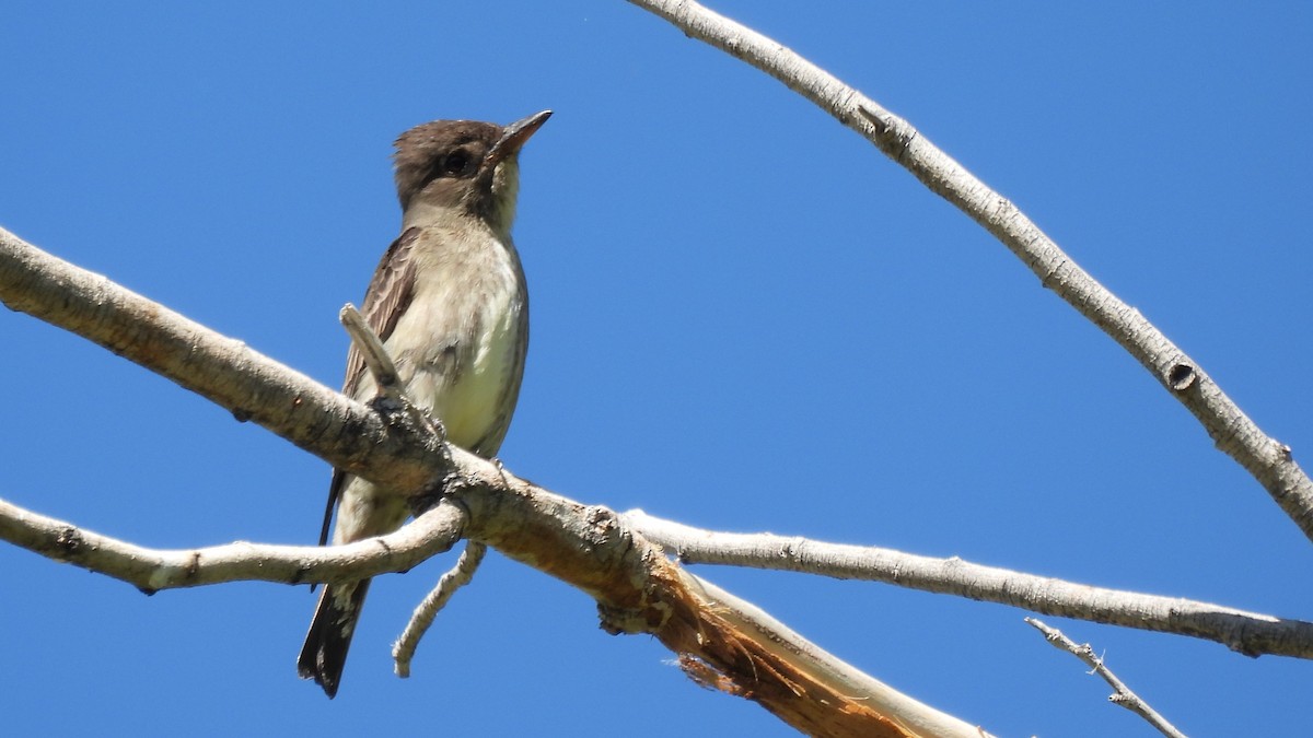 Western Wood-Pewee - ML640282549