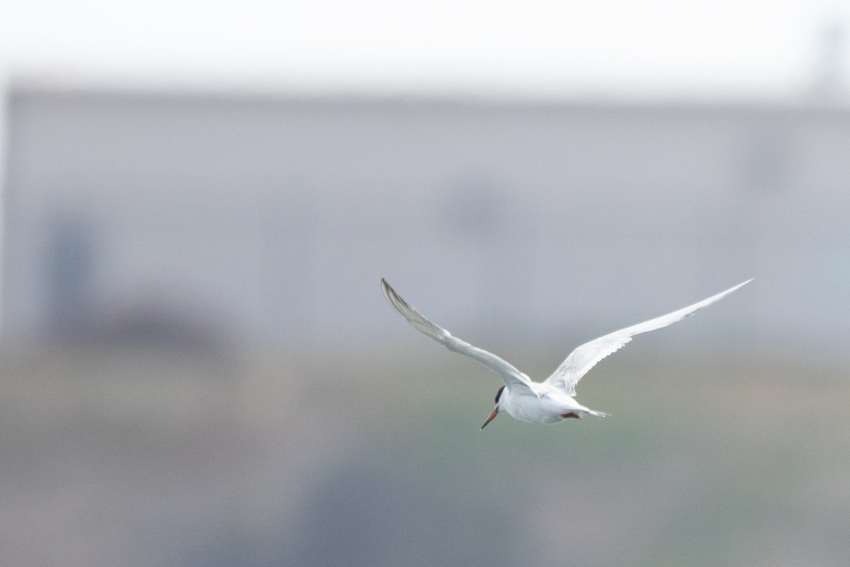 Forster's Tern - ML640282562