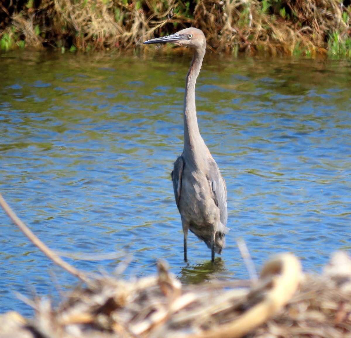 Reddish Egret - ML640282568