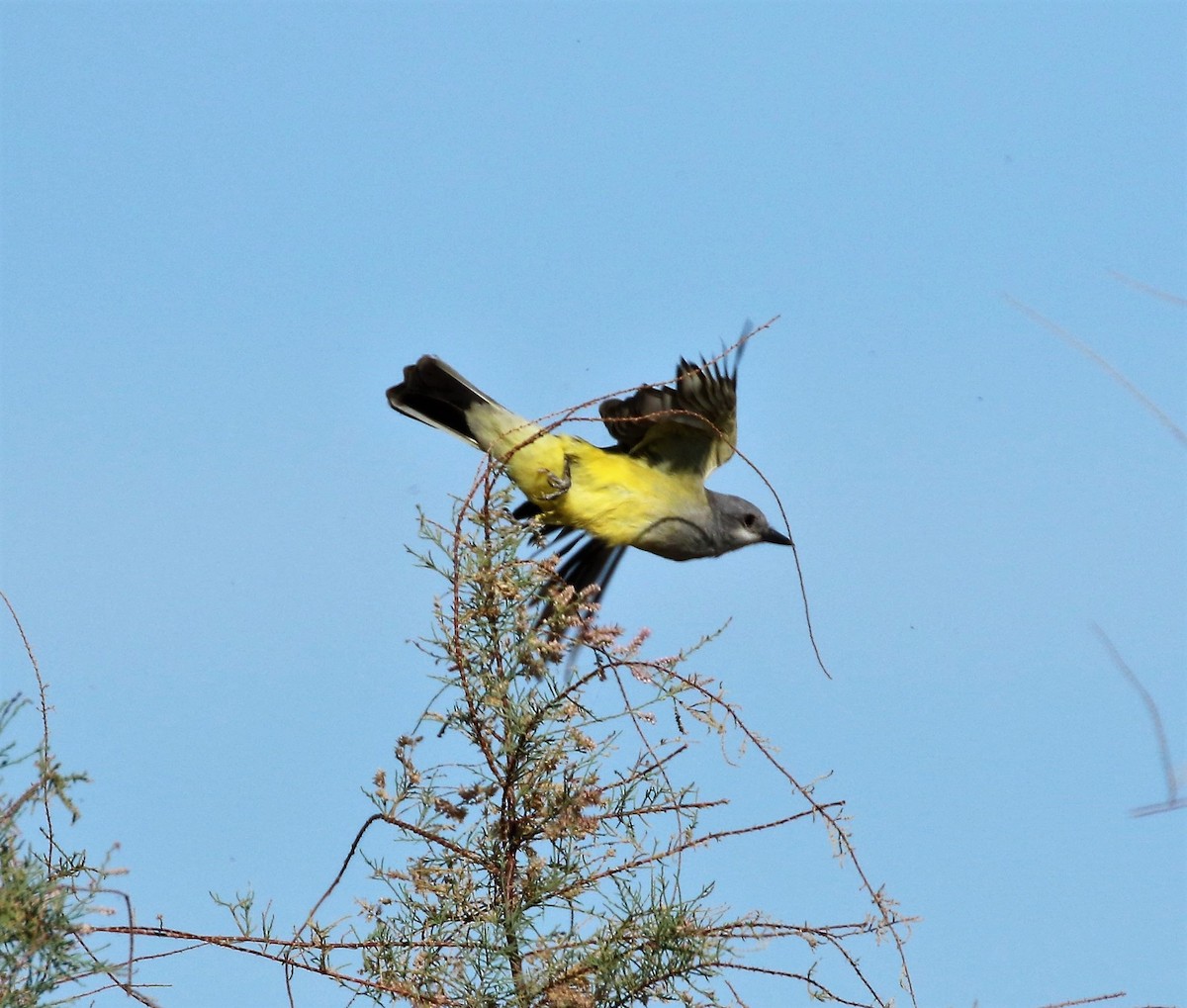 Western Kingbird - Ann Vaughan