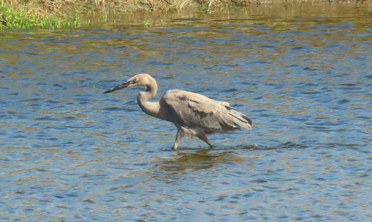 Reddish Egret - ML640282616