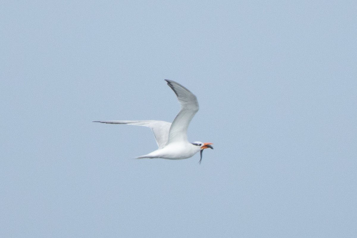 Royal Tern - ML640282627