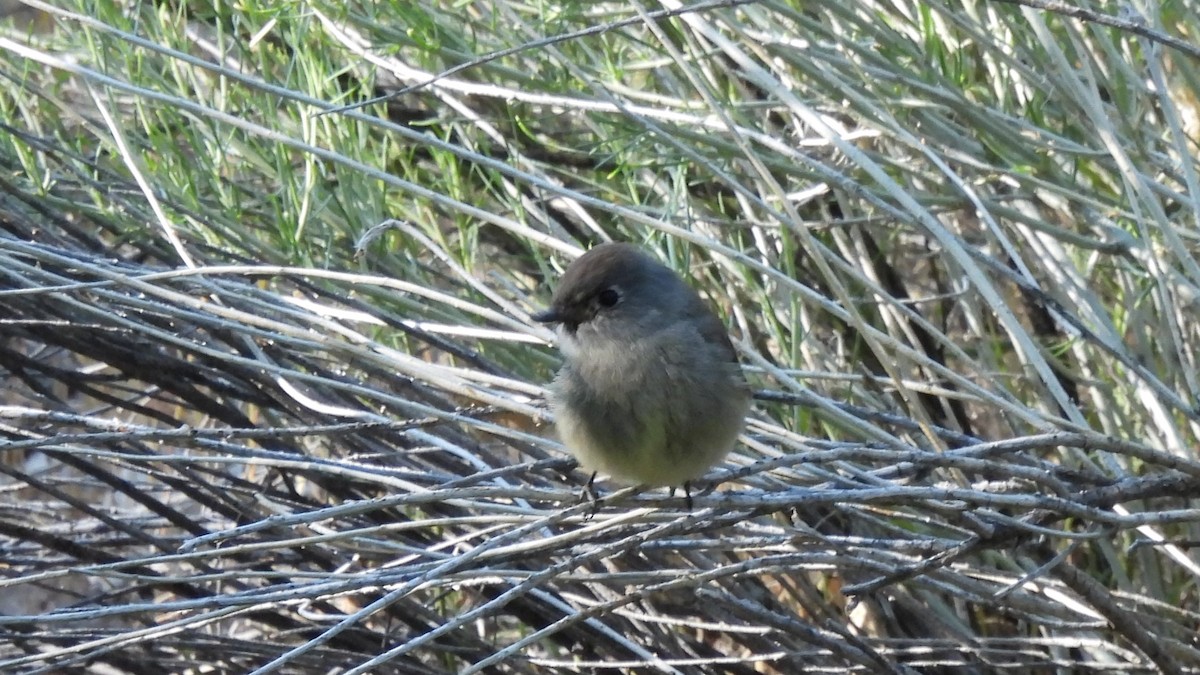 Hammond's Flycatcher - ML640282639