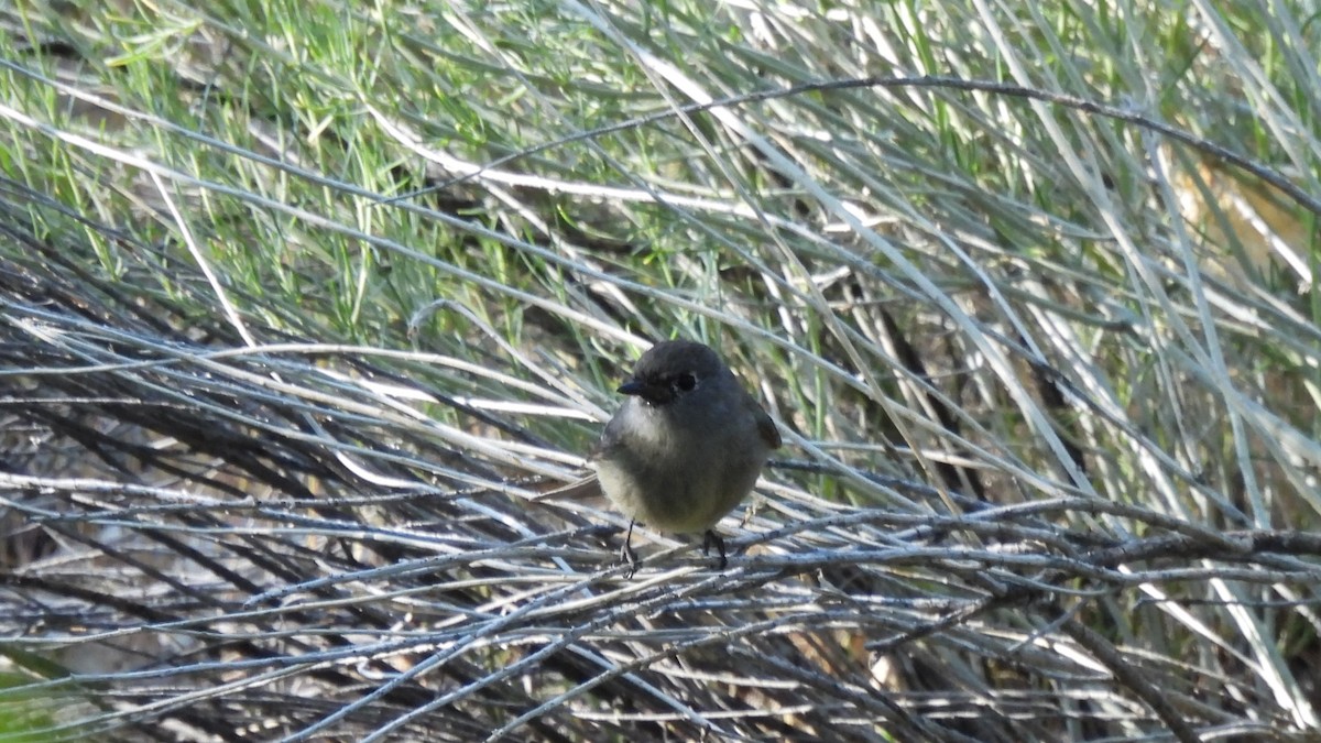 Hammond's Flycatcher - ML640282640