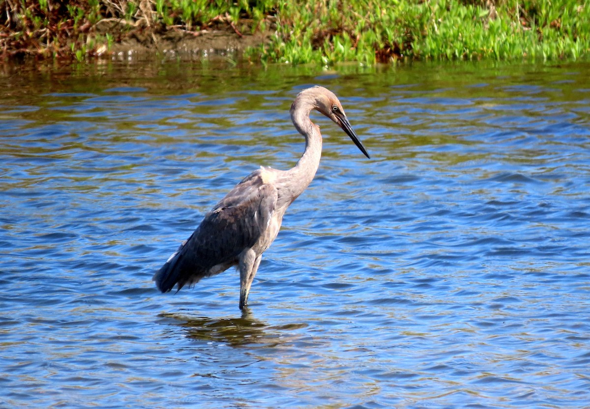 Reddish Egret - ML640282661