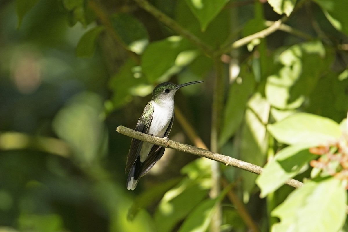 Gray-breasted Sabrewing (obscurus) - ML640282694