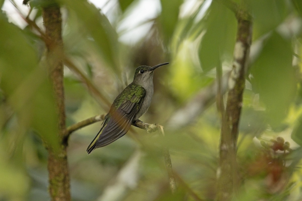 Gray-breasted Sabrewing (obscurus) - ML640282695
