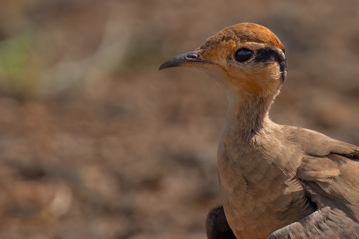 Temminck's Courser - ML640282704