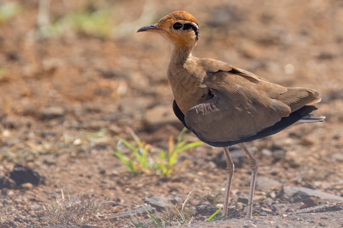 Temminck's Courser - ML640282705