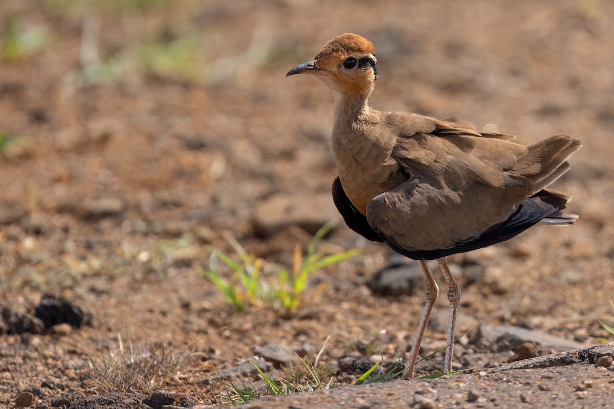Temminck's Courser - ML640282707