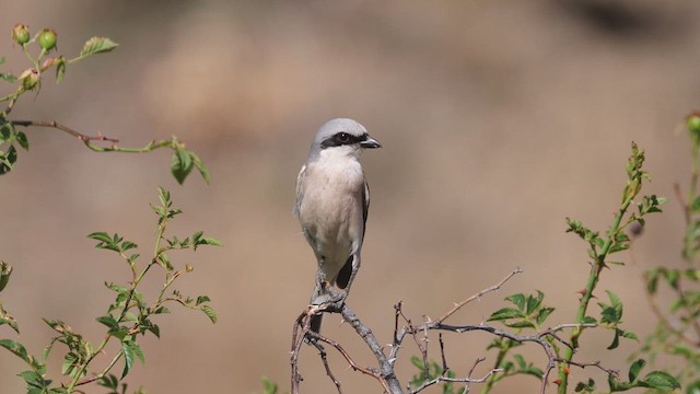 Antzandobi arrunta - ML640282729