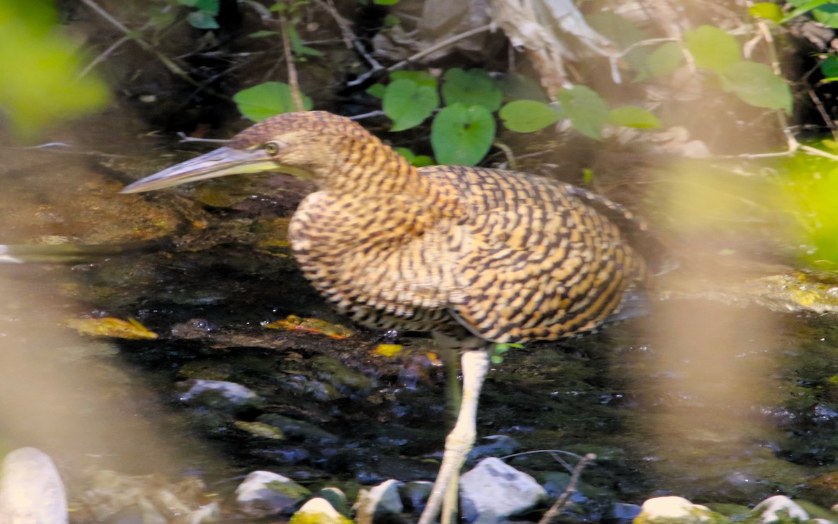 Bare-throated Tiger-Heron - ML640282743