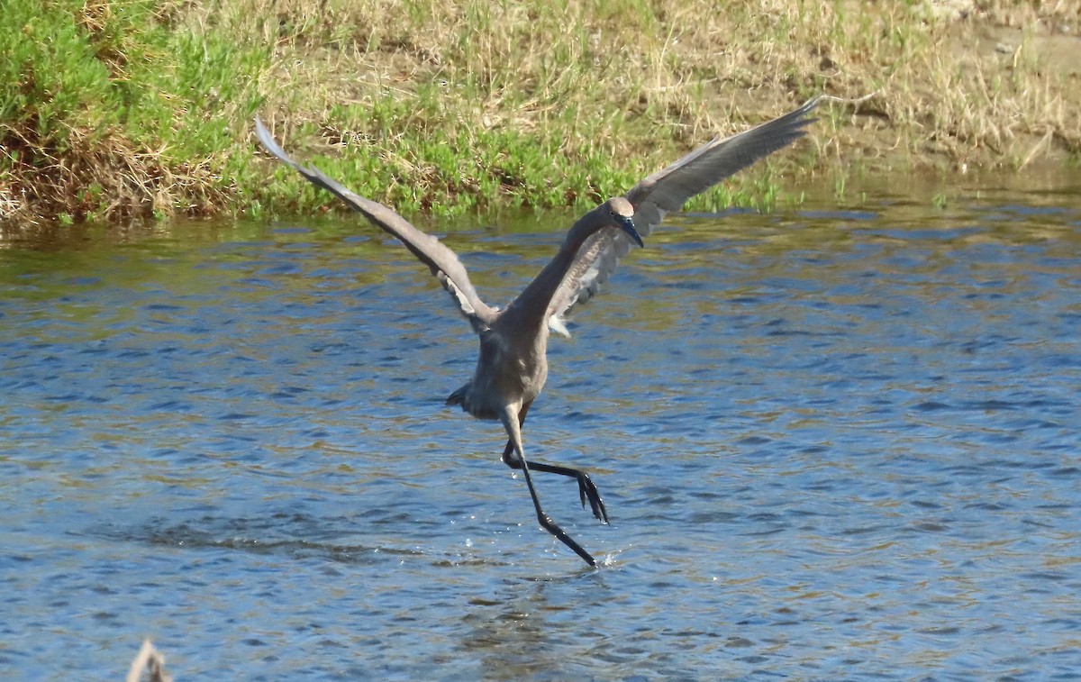 Reddish Egret - ML640282768
