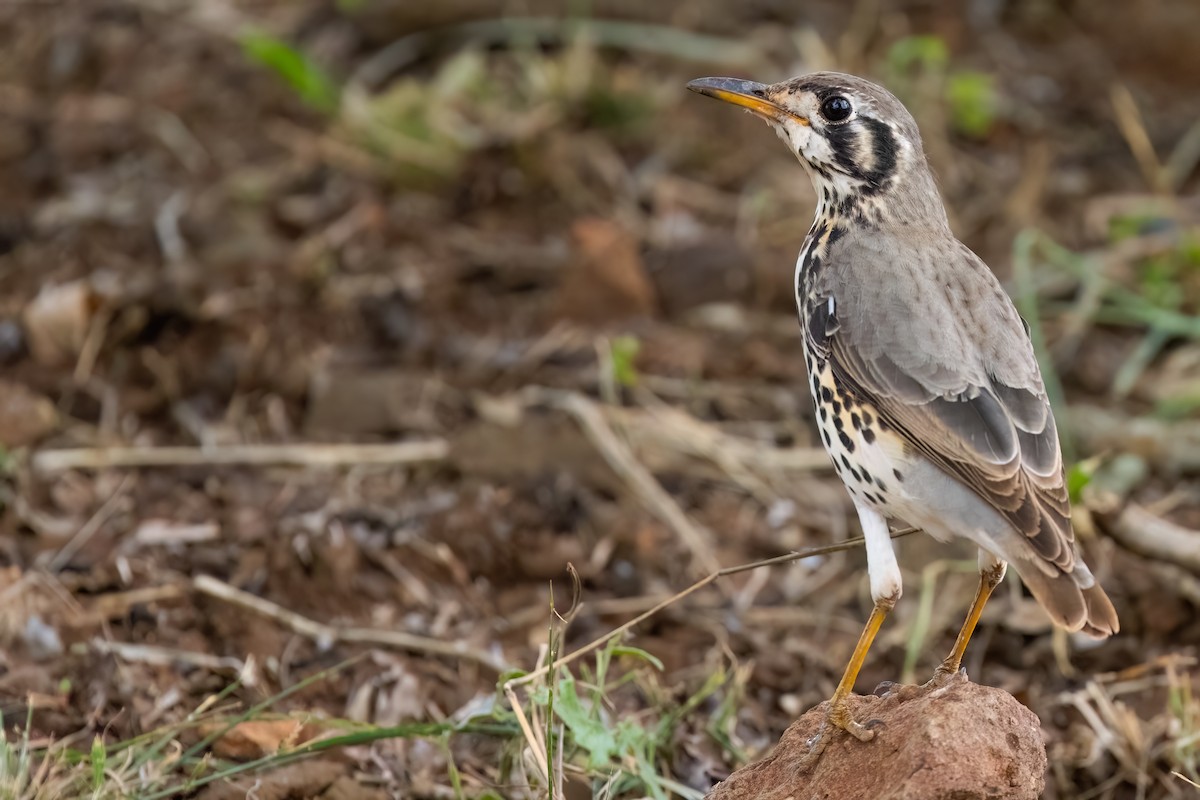 Groundscraper Thrush - ML640282770