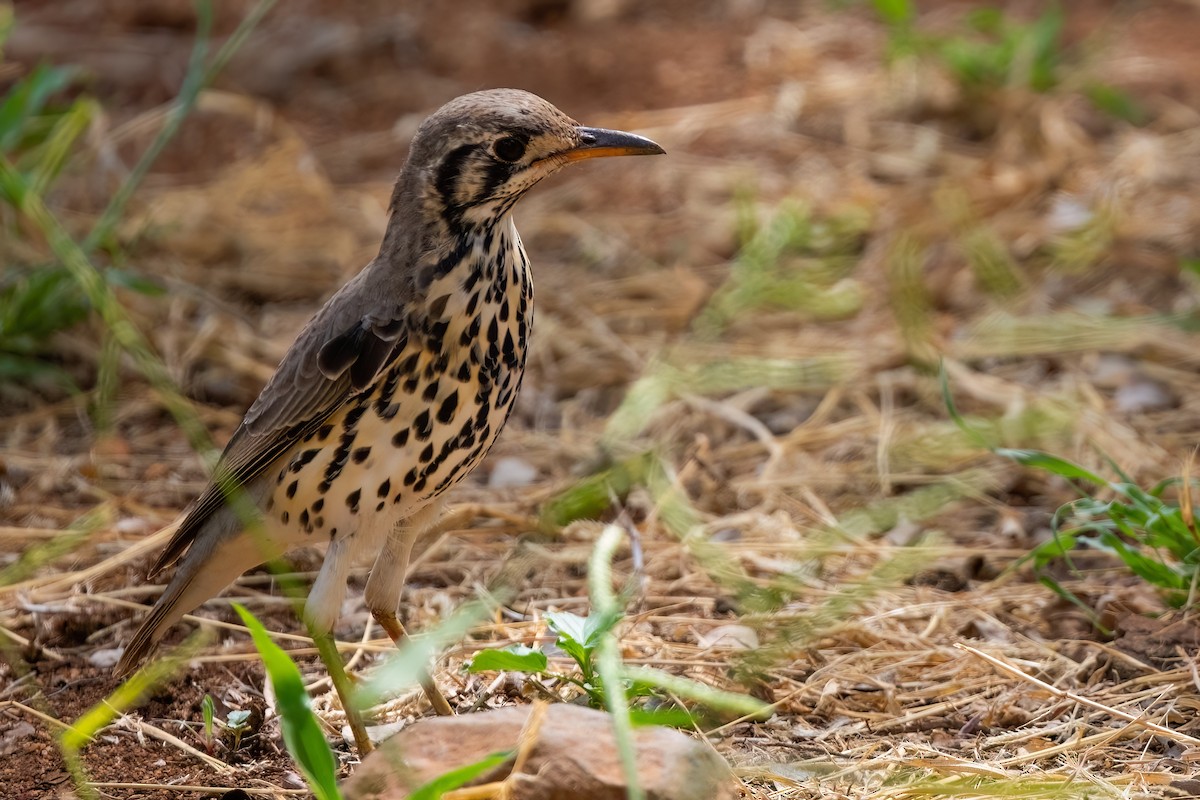 Groundscraper Thrush - ML640282771