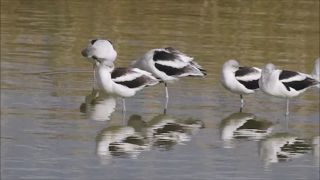 American Avocet - ML640282829