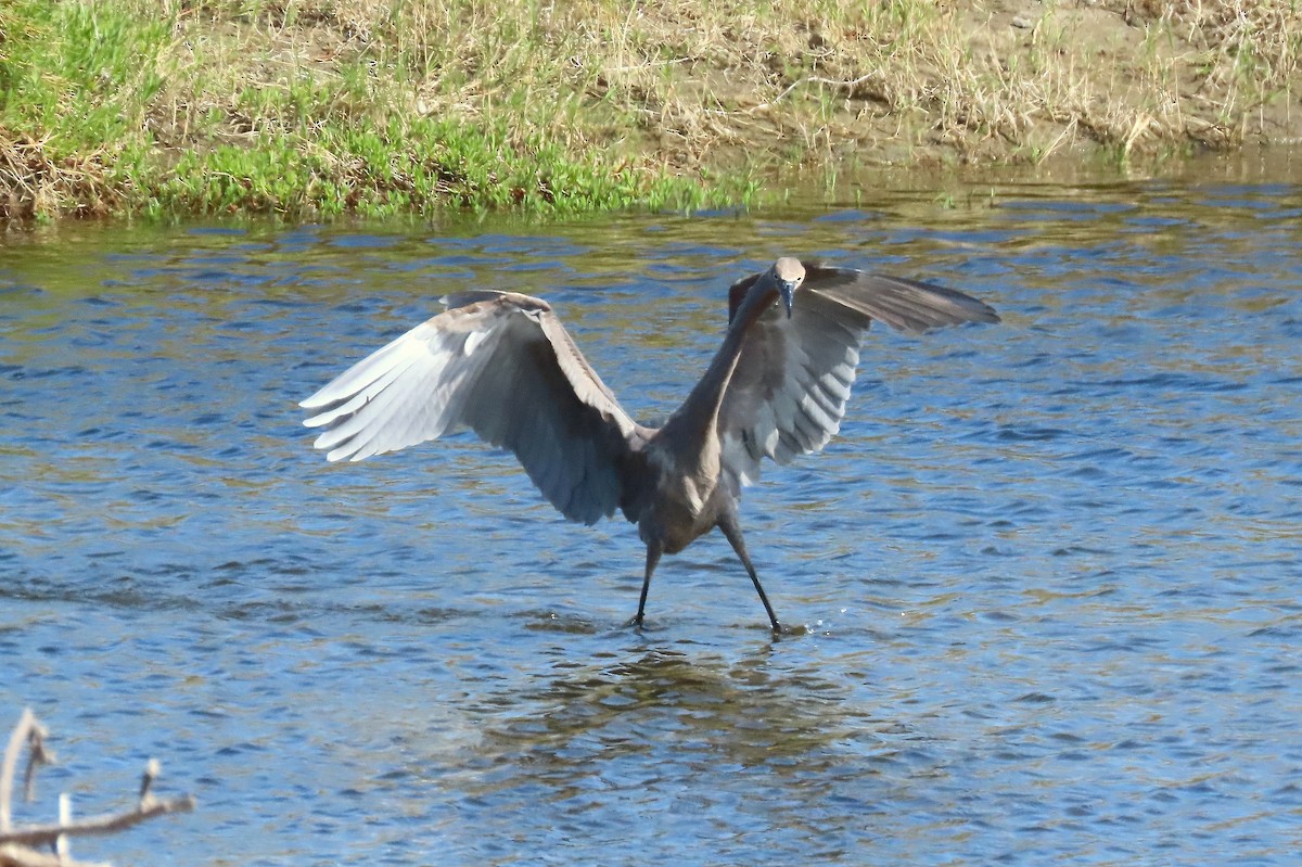 Reddish Egret - ML640282833