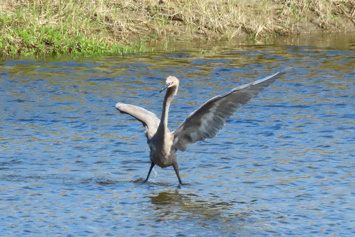 Reddish Egret - ML640282896