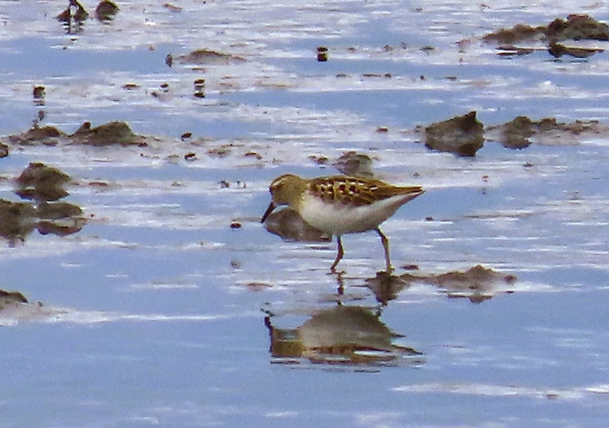 Least Sandpiper - ML640282922