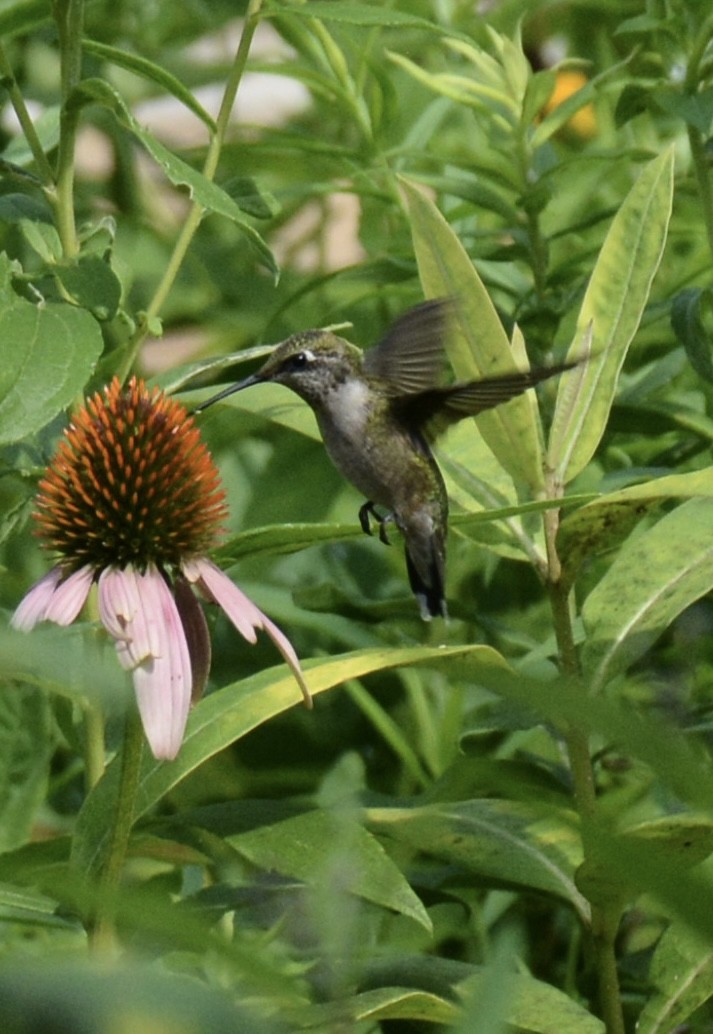 Ruby-throated Hummingbird - ML640282935