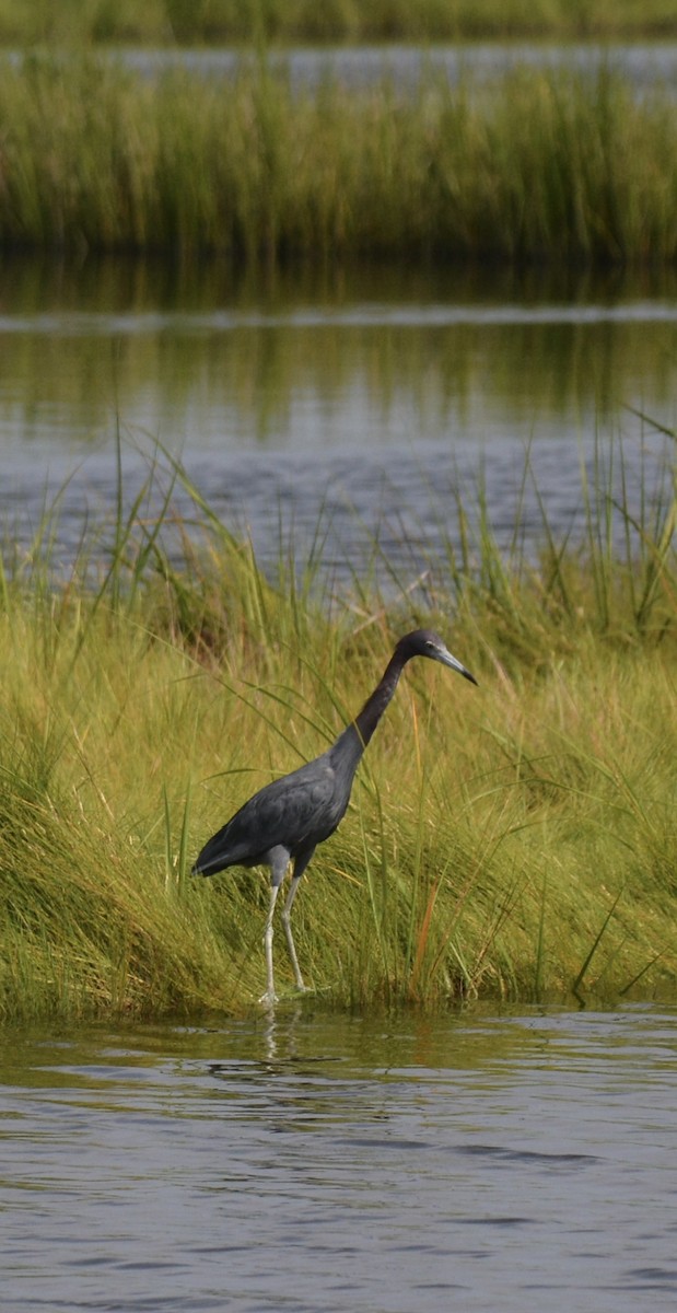 Little Blue Heron - ML640282939