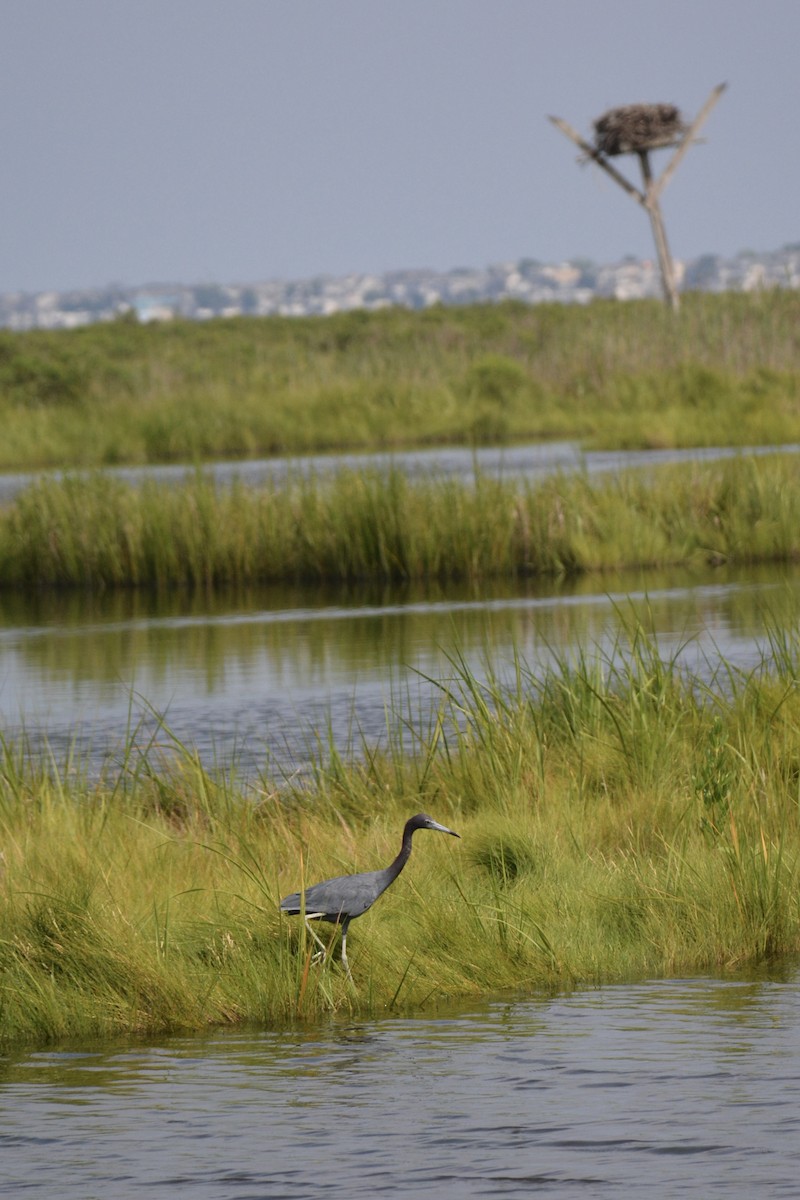 Little Blue Heron - ML640282940
