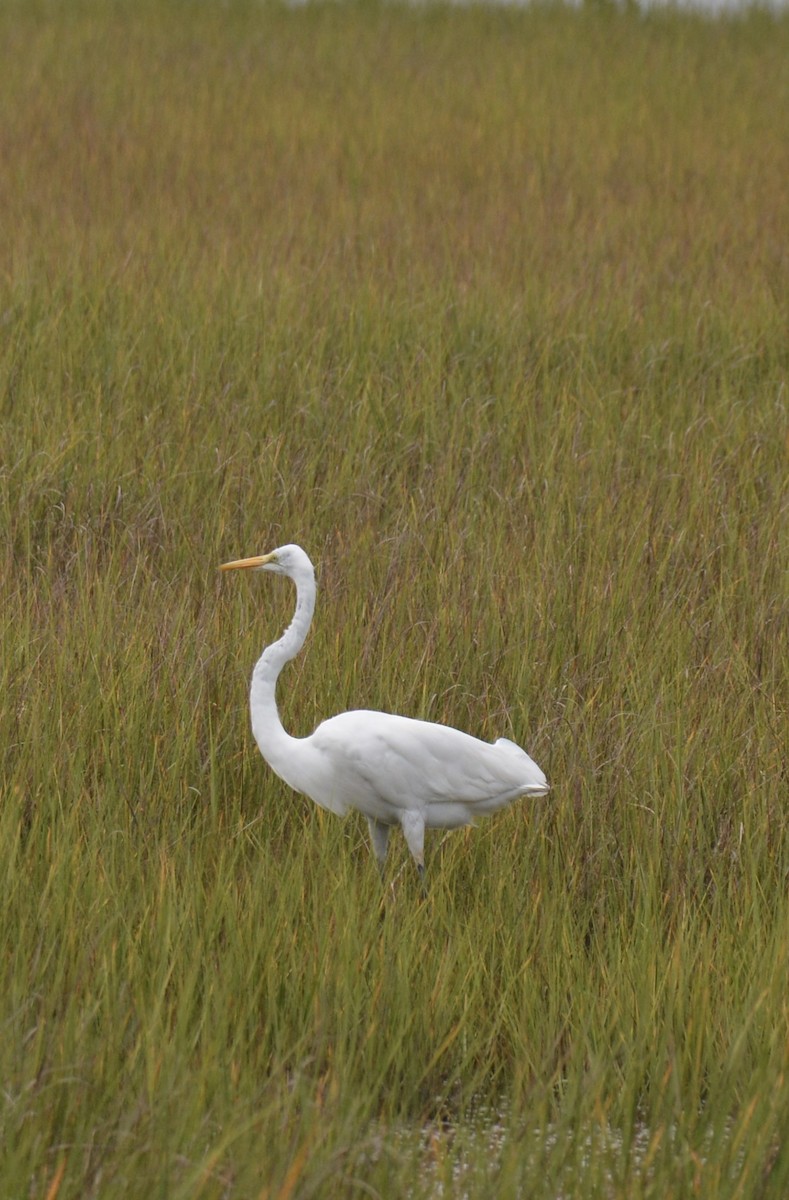 Snowy Egret - ML640282955